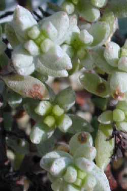 Skurwemannetjie(Crassula pruinosa)