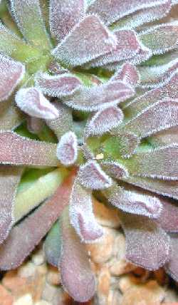 (Crassula pubescens)