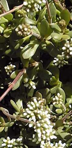 Red Carpet(Crassula radicans)