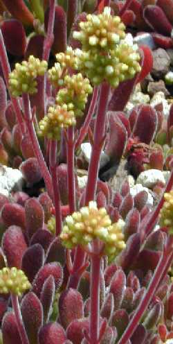 (Crassula pubescens ssp. rattrayi )