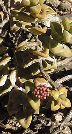 Rosary Plant, Sosaties, Inrygertjie(Crassula rupestris ssp. rupestris )