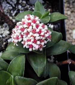 Rosary Plant, Sosaties, Inrygertjie(Crassula rupestris ssp. rupestris )