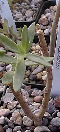 Bonsai Crassula(Crassula sarcocaulis)