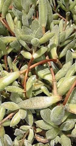 (Crassula schmidtii)