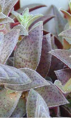 (Crassula exilis ssp. sedifolia )
