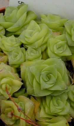 (Crassula socialis)