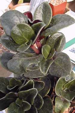 (Crassula streyi)