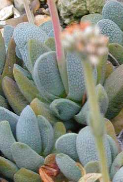 (Crassula tecta)