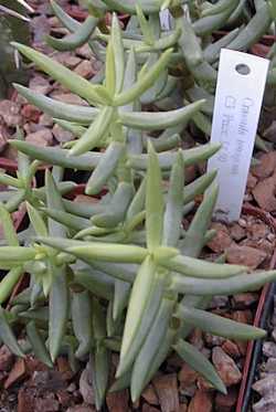 Miniature Pine Tree(Crassula tetragona)