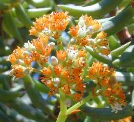 Miniature Pine Tree(Crassula tetragona)