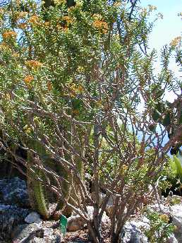 Miniature Pine Tree(Crassula tetragona)