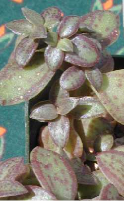 (Crassula volkensii)