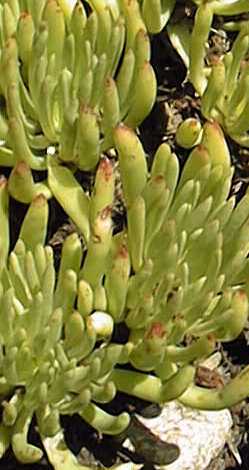 (Dudleya anomala)