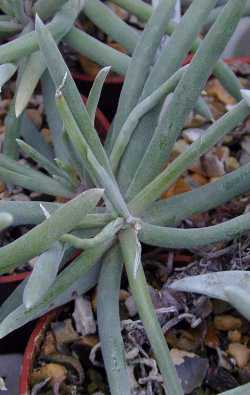 Orcutt's Liveforever, Tapertip Liveforever(Dudleya attenuata)