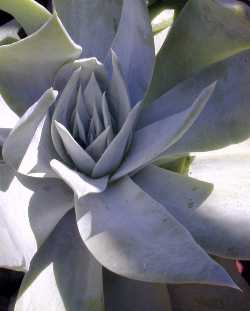 (Dudleya brittonii)