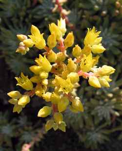 Sea Lettuce(Dudleya caespitosa)