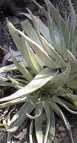 (Dudleya cultrata)