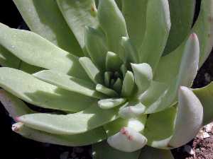 (Dudleya cultrata)