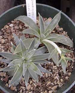 (Dudleya cymosa)