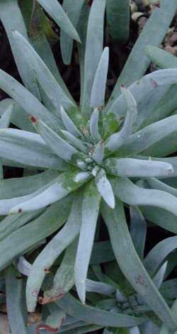 Fingertips(Dudleya edulis)