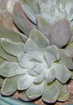 (Dudleya guadalupensis)