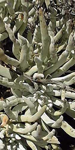 (Dudleya virens ssp. hassei )