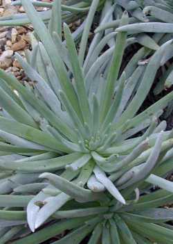 (Dudleya virens ssp. hassei )