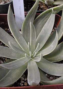 Rock Live-forever(Dudleya saxosa ssp. collomiae )