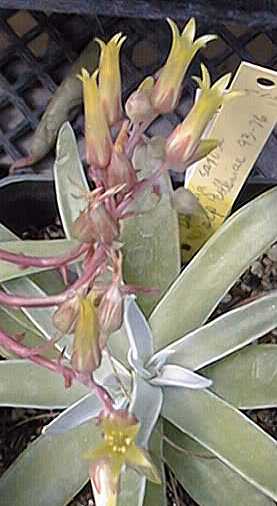 Rock Live-forever(Dudleya saxosa ssp. collomiae )