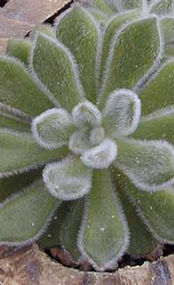 Woolly Rose(Echeveria 'Doris Taylor')