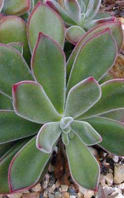 (Echeveria pulvinata 'Ruby Blush')