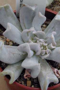 (Echeveria runyonii 'Topsy Turvy')