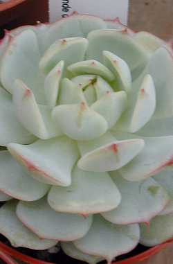 Baby Echeveria, Painted lady(Echeveria derenbergii)