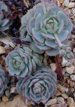 Baby Echeveria, Painted lady(Echeveria derenbergii)