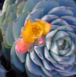 Baby Echeveria, Painted lady(Echeveria derenbergii)