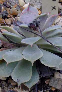 (Echeveria Χ deresina)