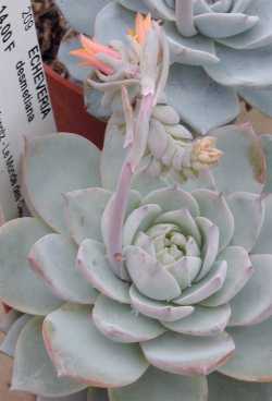 Peacock Echeveria(Echeveria peacockii)