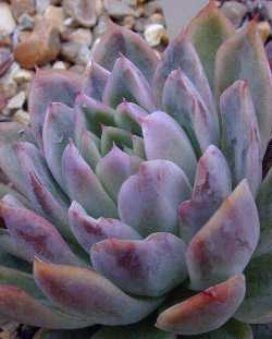 Peacock Echeveria(Echeveria peacockii)