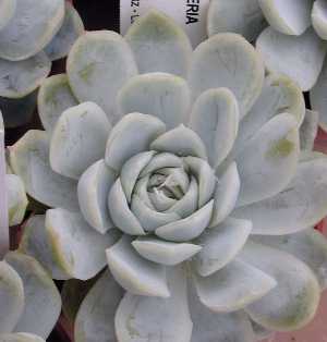 Hen and Chicks(Echeveria elegans)