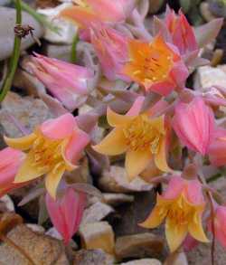 Hen and Chicks(Echeveria elegans)