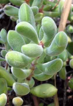 Chenille Plant(Echeveria leucotricha)