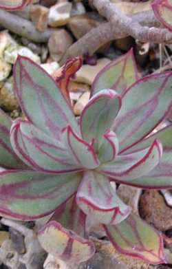 (Echeveria nodulosa)