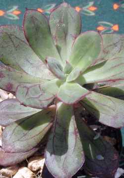 (Echeveria nodulosa)