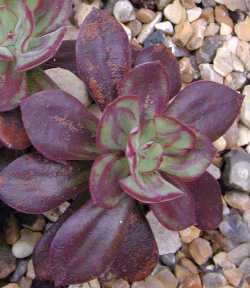 (Echeveria 'Painted Lady')