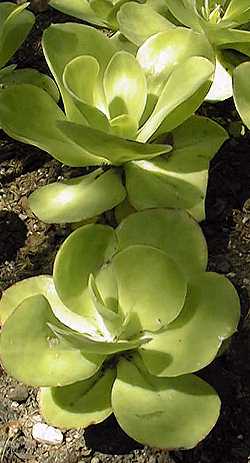 (Echeveria pallida)