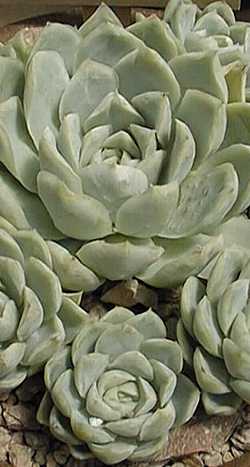 (Echeveria potosina)