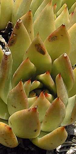 (Echeveria agavoides var. prolifera )