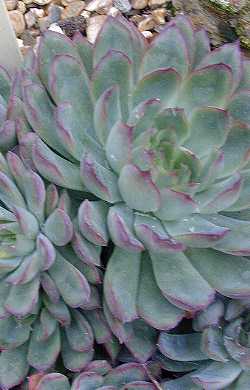(Echeveria pulidonis)
