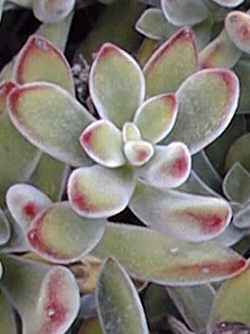 (Echeveria pulvinata)