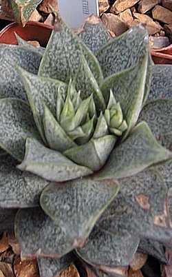 (Echeveria purpusorum)